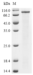 c-Myc Protein, Mouse, Recombinant (GST)