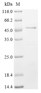 BoNT/B Protein, Clostridium botulinum, Recombinant (His)