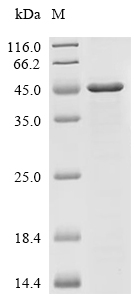 BamA Protein, E. coli O157:H7, Recombinant (His)