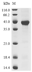 ZP3 Protein, Mouse, Recombinant (His)