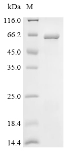 Src Protein, Human, Recombinant (His)