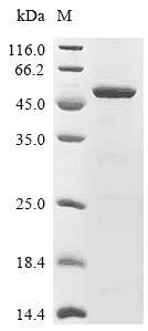 Myosin-9/MYH9 Protein, Human, Recombinant (GST)