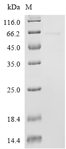 Alpha-hemolysin Protein, S. aureus, Recombinant