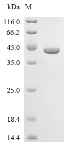 Cathepsin D Protein, Rat, Recombinant (His & Myc)