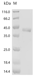 Exotoxin A Protein, Pseudomonas aeruginosa, Recombinant (His & KSI)