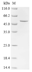 Cathepsin D Protein, Cricetulus griseus, Recombinant (His & SUMO)
