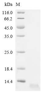 GUCA2B Protein, Human, Recombinant (His)