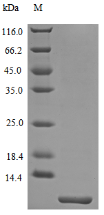 CCL20 Protein, Mouse, Recombinant (Active)