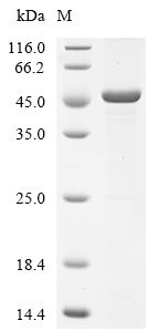 CPN1 Protein, Human, Recombinant