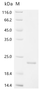 Osteocalcin Protein, Bovine, Recombinant (His & KSI)