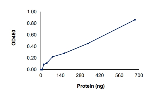 SIRT6 Protein, Human, Recombinant (His)