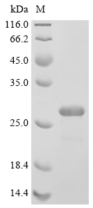 ESAT-6 Protein, Mycobacterium bovis, Recombinant (His & Myc)