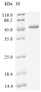 Meteorin-like/METRNL Protein, Human, Recombinant (His & SUMO)