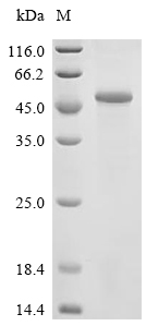 Cathepsin B Protein, Human, Recombinant (GST)
