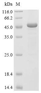RNF114 Protein, Human, Recombinant (GST)