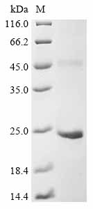 BMP-15 Protein, Human, Recombinant (His & Myc)