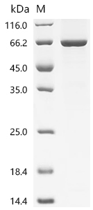 NLRP3 Protein, Human, Recombinant (aa 1-536, His)