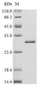 Beta-NGF Protein, Pig, Recombinant (His & SUMO)