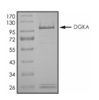 DGKA Protein, Human, Recombinant (GST)