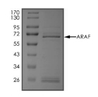 ARAF Protein, Human, Recombinant (GST)