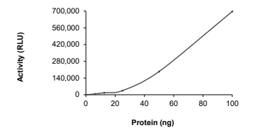 DGKA Protein, Human, Recombinant (GST)