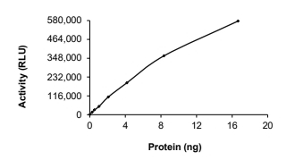 DYRK1A Protein, Rat, Recombinant (GST)