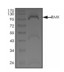 BMX Protein, Rat, Recombinant (GST)