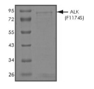 ALK Protein, Human, Recombinant (F1174S, GST)