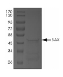 BAX Protein, Human, Recombinant (GST)
