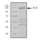 BCR Protein, Human, Recombinant (GST)