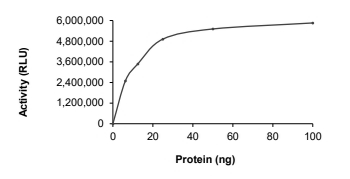 DGKZ Protein, Human, Recombinant (GST)