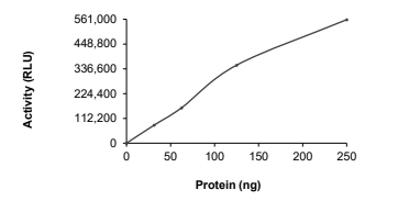 DGKH Protein, Human, Recombinant (His)