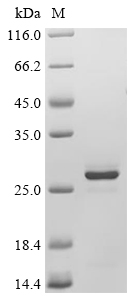 IFI204 Protein, Mouse, Recombinant (His)