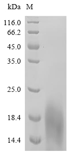 SLURP2 Protein, Human, Recombinant (His)
