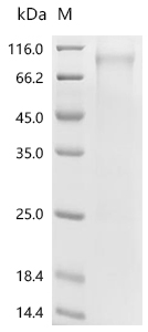 Isthmin-1/ISM1 Protein, Mouse, Recombinant (His)