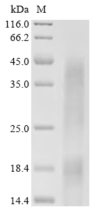 J chain Protein, Mouse, Recombinant (His)