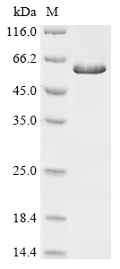 NANOG Protein, Human, Recombinant (His & SUMO)
