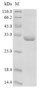 Podocin Protein, Human, Recombinant (His & Myc)