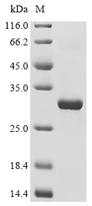 Fibrin Protein, Mouse, Recombinant (E. coli, His & Myc)