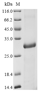 Expansin-A1 Protein, Arabidopsis thaliana, Recombinant (His & Myc)