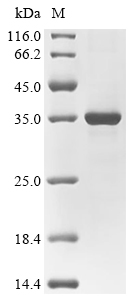 HlgC Protein, S. aureus, Recombinant (E. coli, His)
