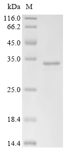 Dihydropteroate synthase Protein, S. haemolyticus, Recombinant (His)