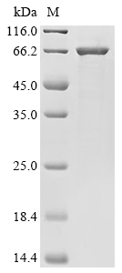 GPI Protein, Mouse, Recombinant (B2M & His)