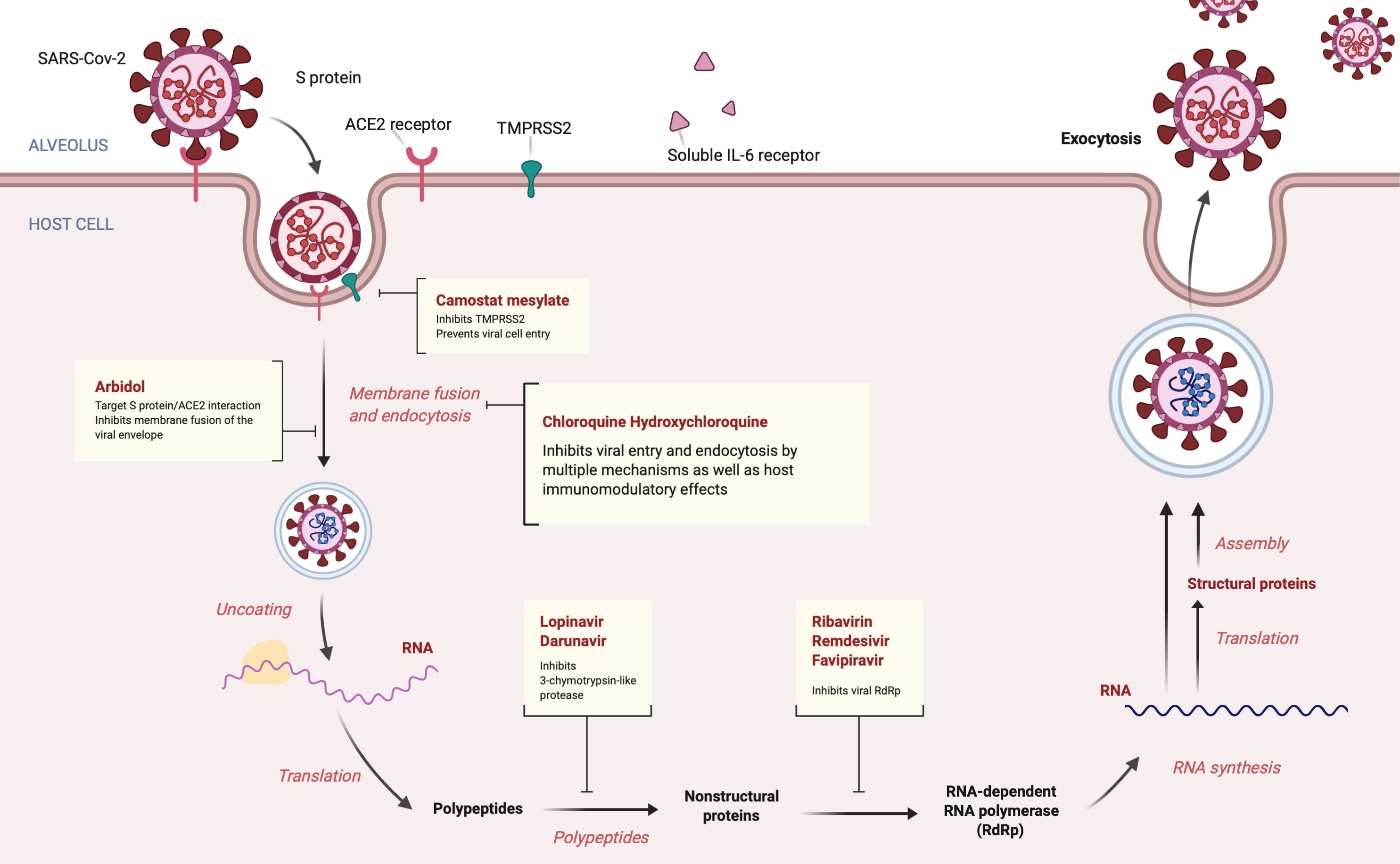 The process of SARS-CoV-2 infection